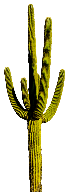 A cactus