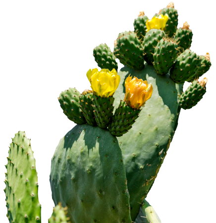 A cactus